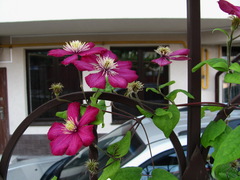 Clematis × jackmanii