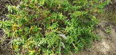 Veroniceae