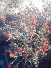 Calliandra californica