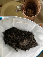 Craterellus calicornucopioides