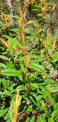 Pomaderris rugosa