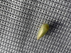 Hyalojassini