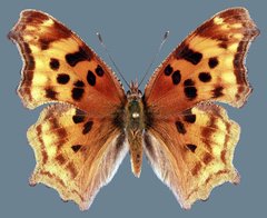 Polygonia satyrus satyrus