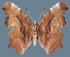 Polygonia satyrus satyrus