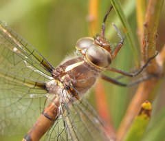 Austrocordulia refracta