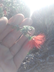 Calliandra californica