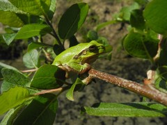 Hyla intermedia