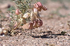 Astragalus