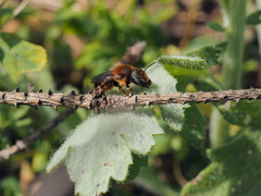Osmia aurulenta