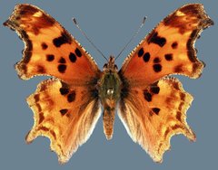 Polygonia satyrus satyrus