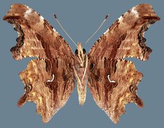 Polygonia satyrus satyrus