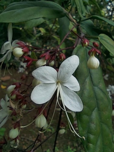Clerodendrum schmidtii