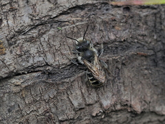 Osmia aurulenta