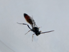 Campopleginae