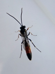 Campopleginae