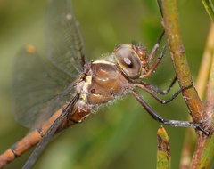 Austrocordulia refracta