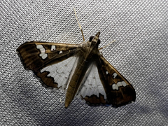 Glyphodes bivitralis