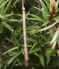 Candovia strumosa