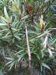 Candovia strumosa