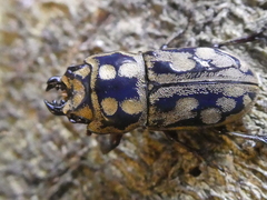 Paralissotes rufipes