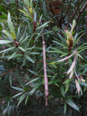 Candovia strumosa
