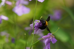 Xylocopa appendiculata circumvolans