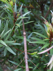 Candovia strumosa