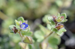 Veronica triloba