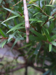 Candovia strumosa