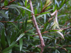 Candovia strumosa