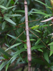 Candovia strumosa