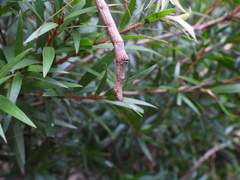 Candovia strumosa