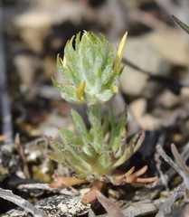 Ceratocephala falcata