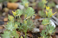 Ceratocephala falcata