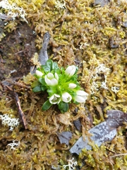 Gentianella concinna
