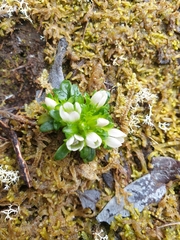 Gentianella concinna