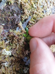 Gentianella concinna