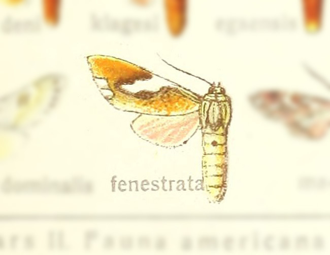 Paranerita fenestrata