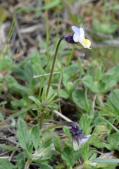Viola hymettia