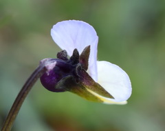 Viola hymettia