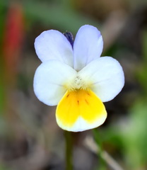 Viola hymettia