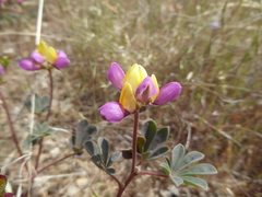 Lupinus stiversii