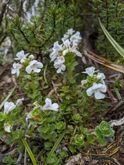Euphrasia striata