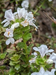 Euphrasia striata
