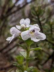 Euphrasia striata