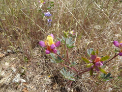 Lupinus stiversii