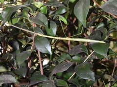 Candovia annulata