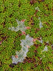 Plantago gunnii