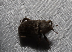 Mitrastethus australiae