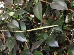 Candovia annulata